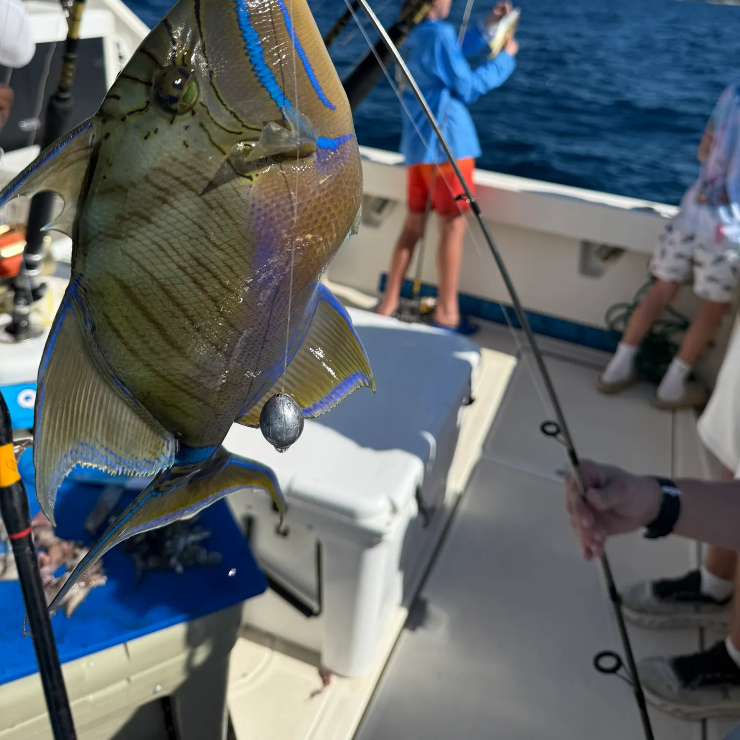 The most recent Queen triggerfish catches on Fishbrain