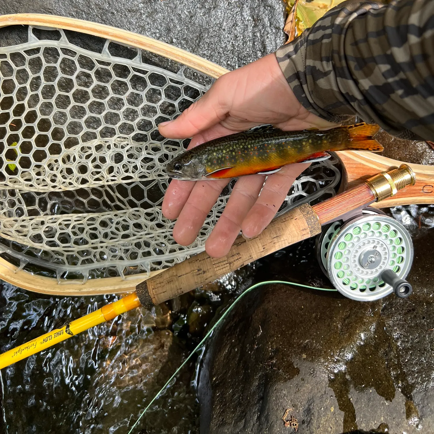 Brook trout caught on Fishbrain