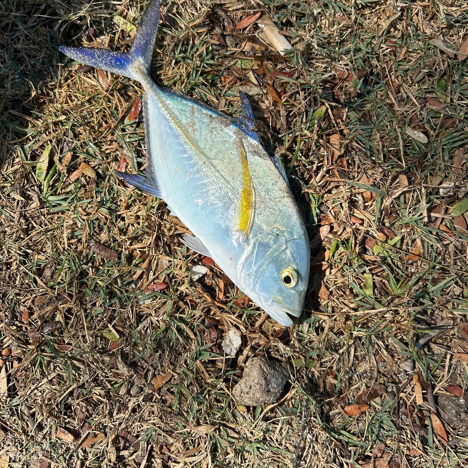 Bluefin trevally caught on Fishbrain