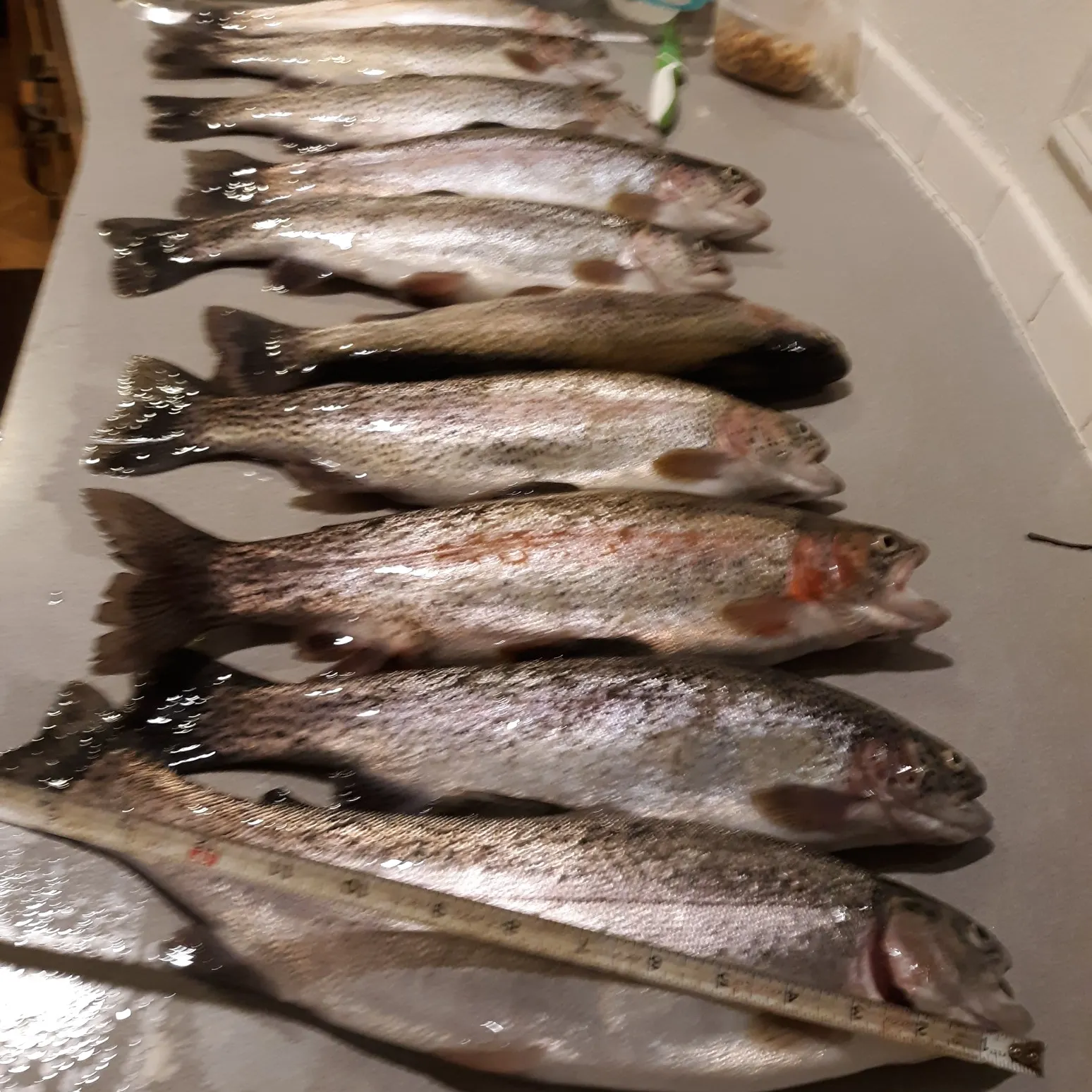 recently logged catches