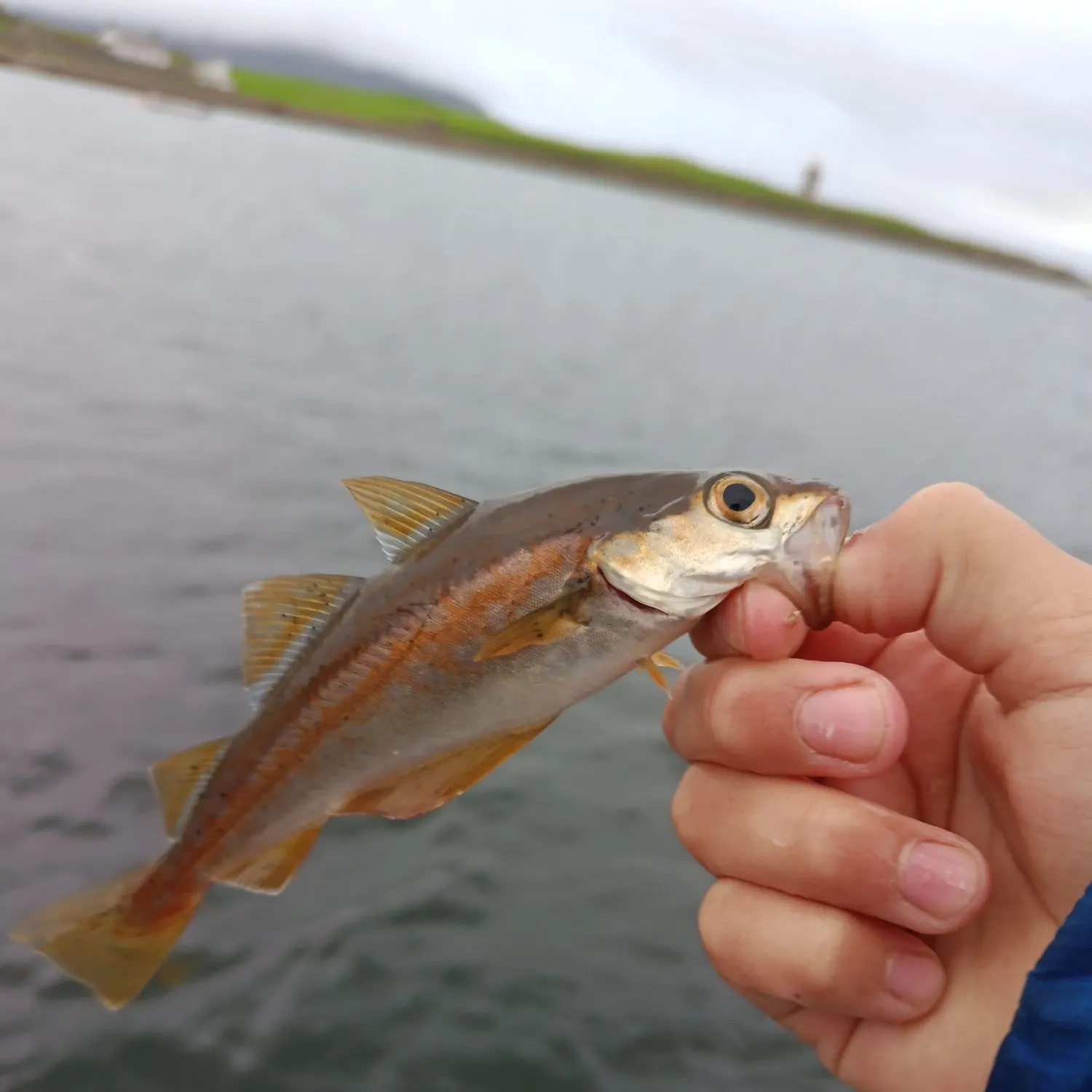 Pollack caught on Fishbrain