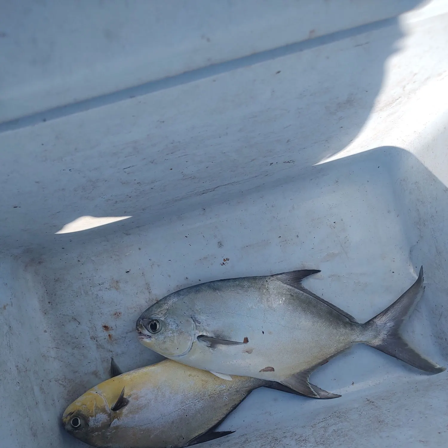 The most recent Permit catches on Fishbrain
