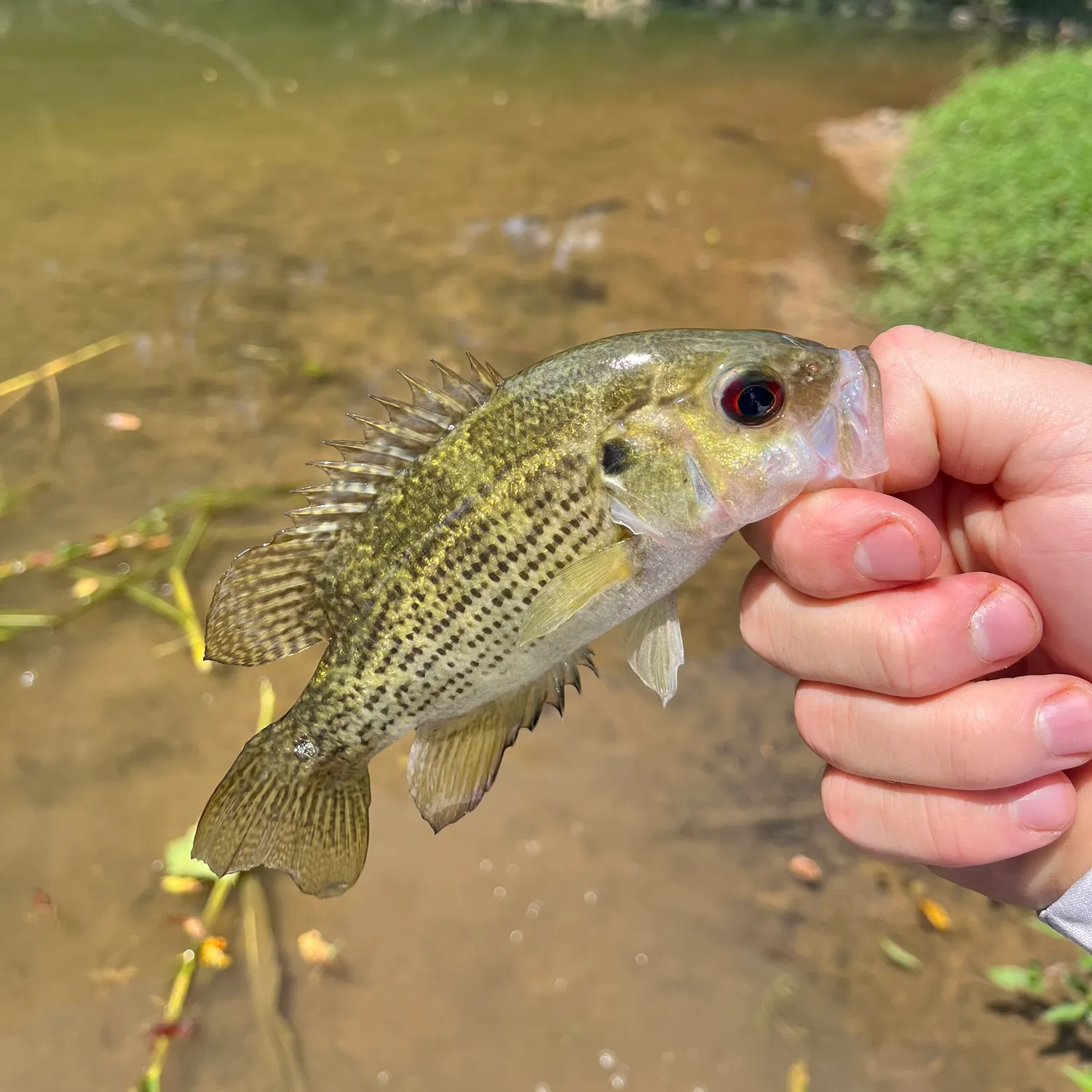 Rock bass caught on Fishbrain