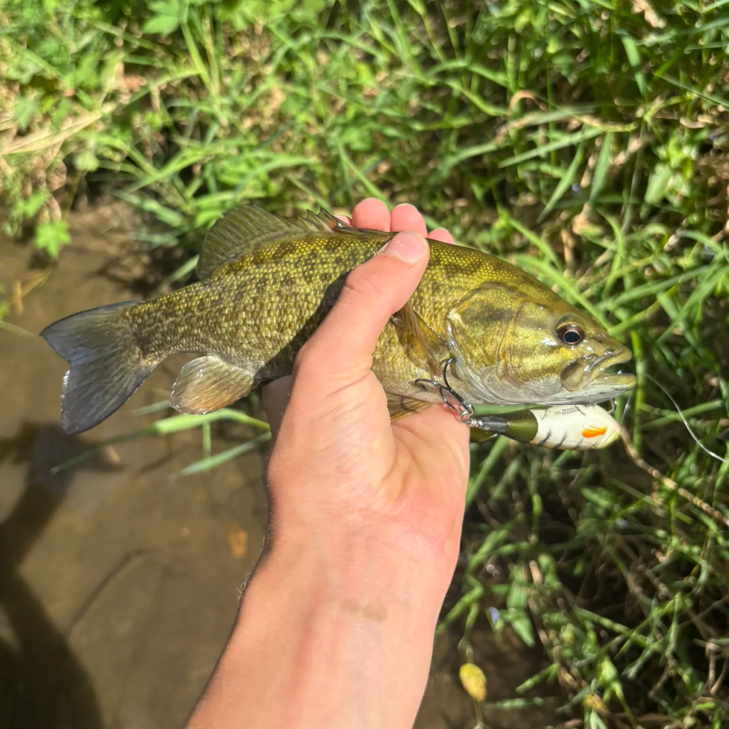 Smallmouth bass caught on Fishbrain