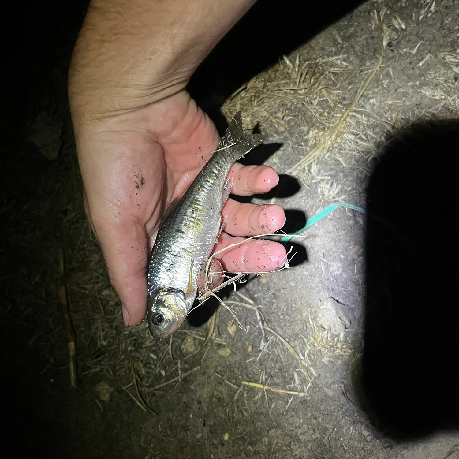 Striped shiner caught on Fishbrain