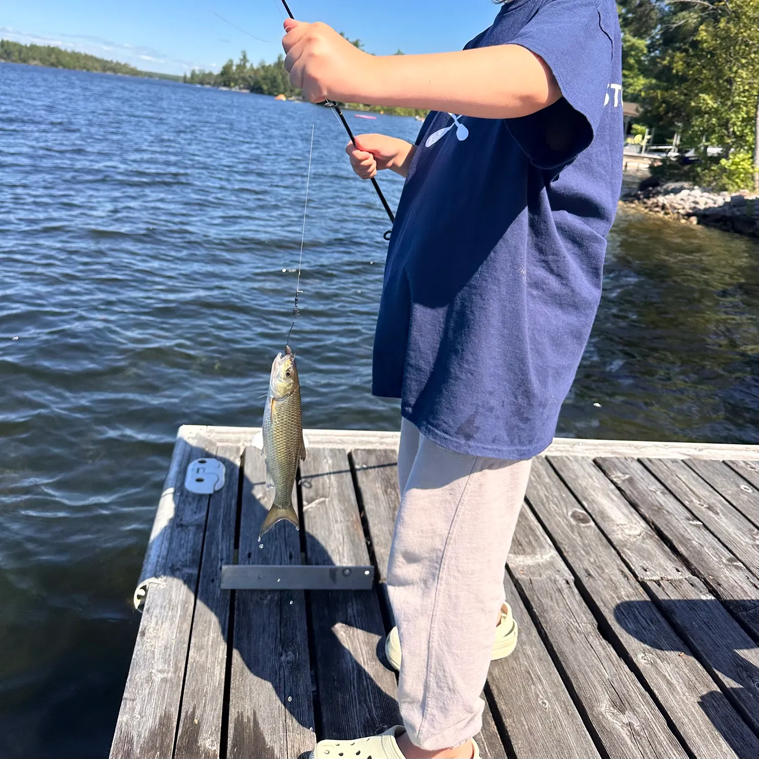 The most recent Sardine cisco catches on Fishbrain