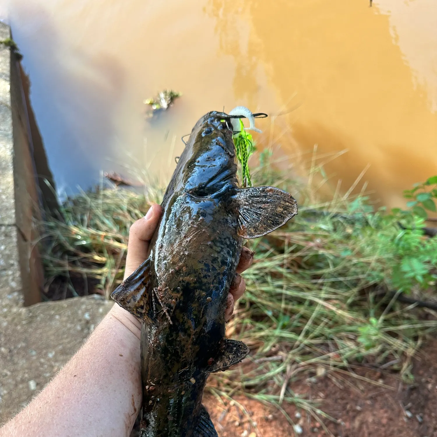 Flathead catfish caught on Fishbrain