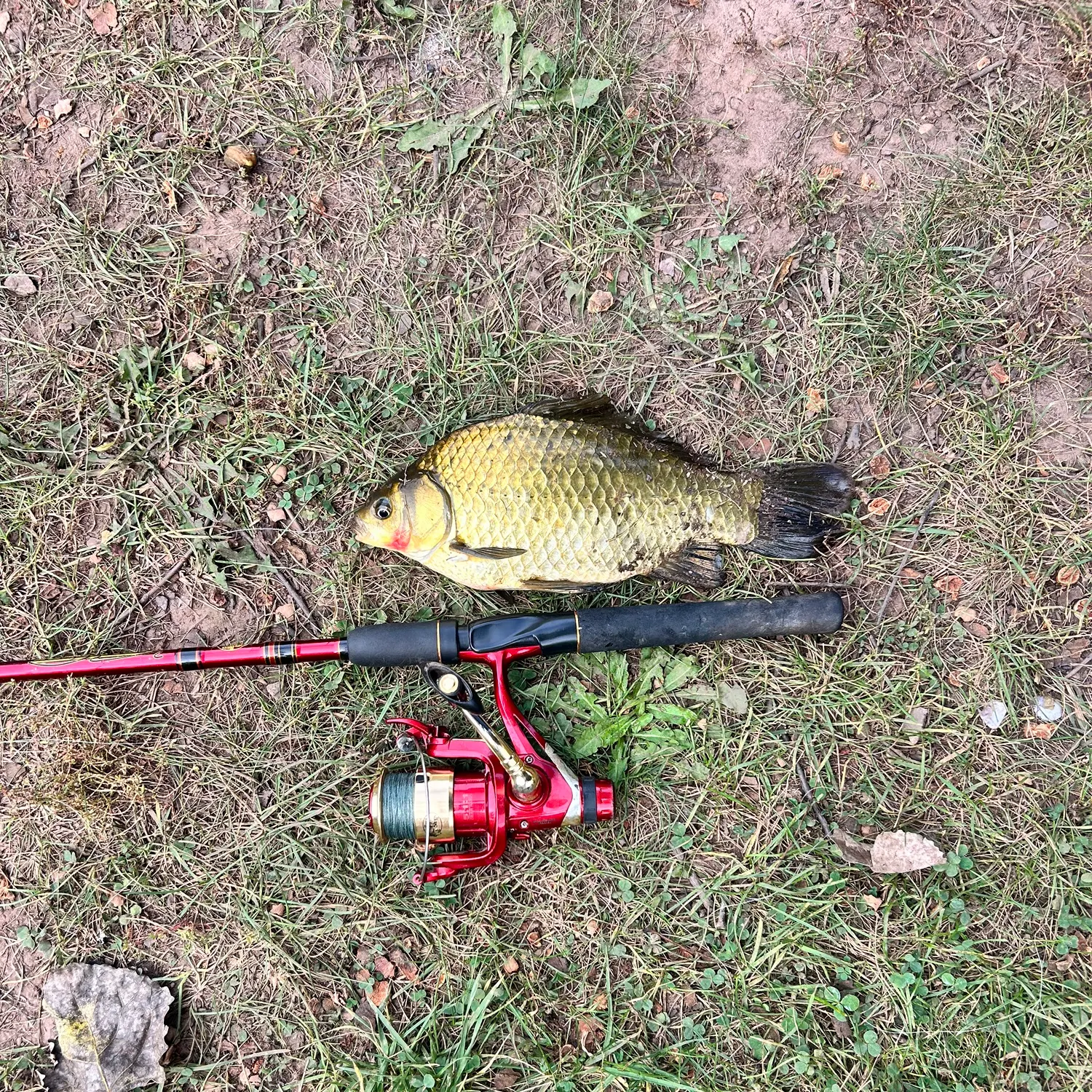 Crucian carp caught on Fishbrain