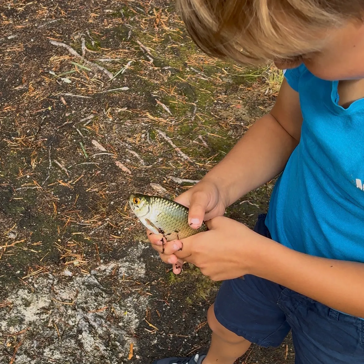 Common roach caught on Fishbrain