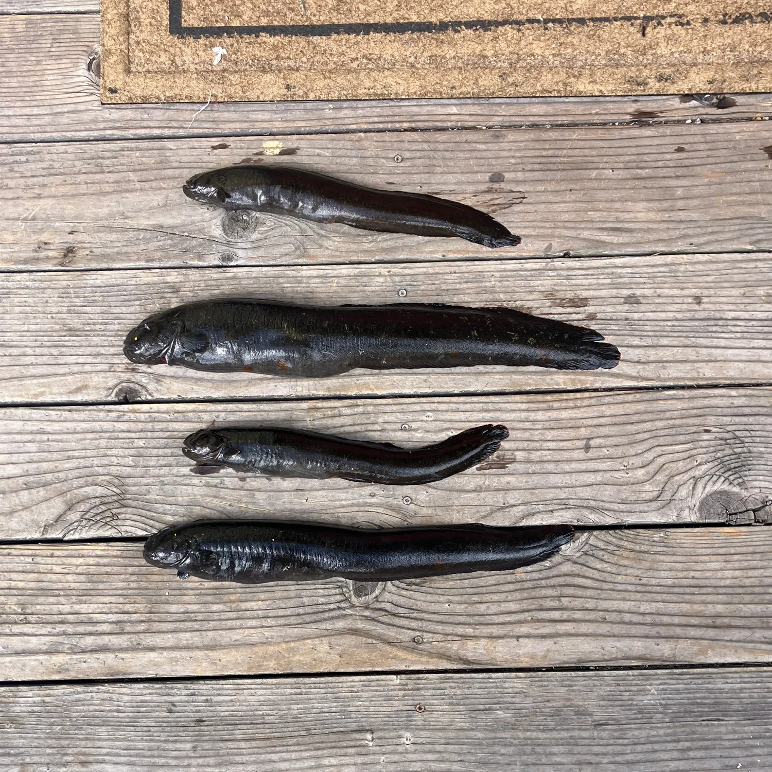 The most recent Monkeyface prickleback catches on Fishbrain