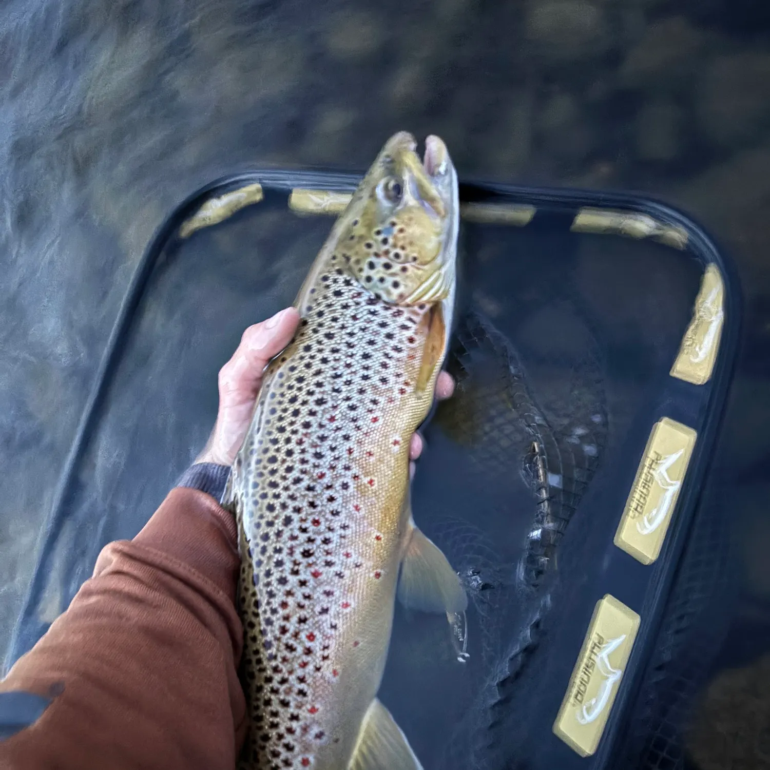 Brown trout caught on Fishbrain