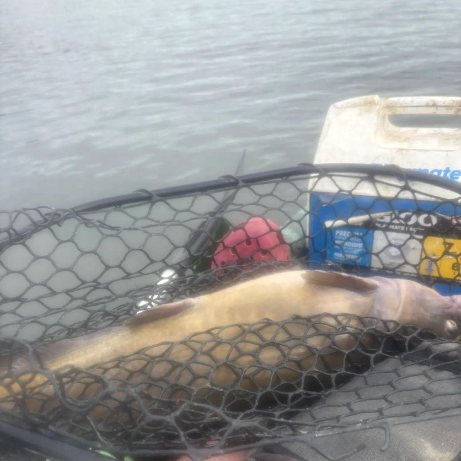 Channel catfish caught on Fishbrain