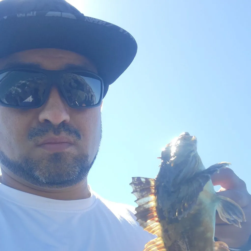 The most recent Cabezon catches on Fishbrain