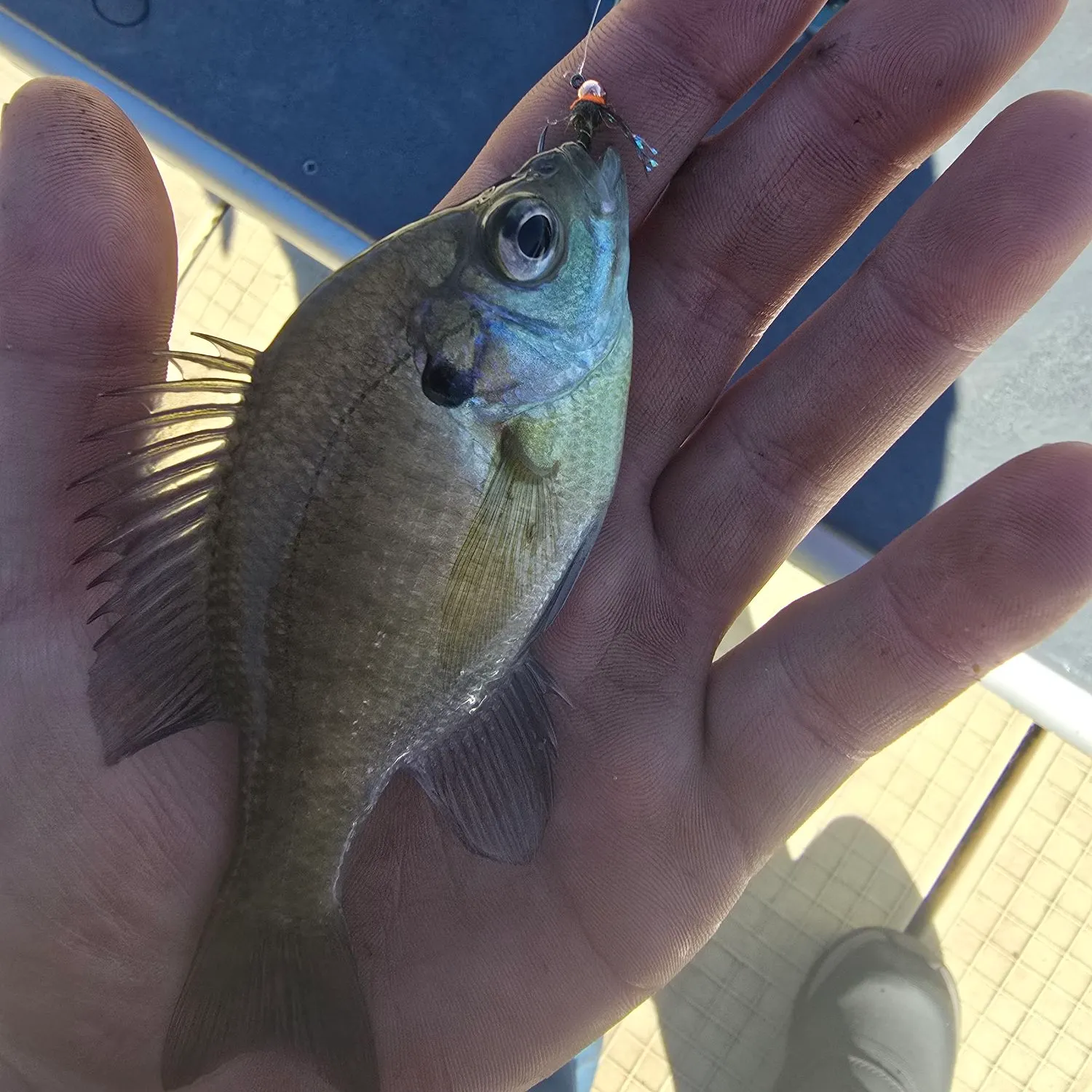 Bluegill caught on Fishbrain