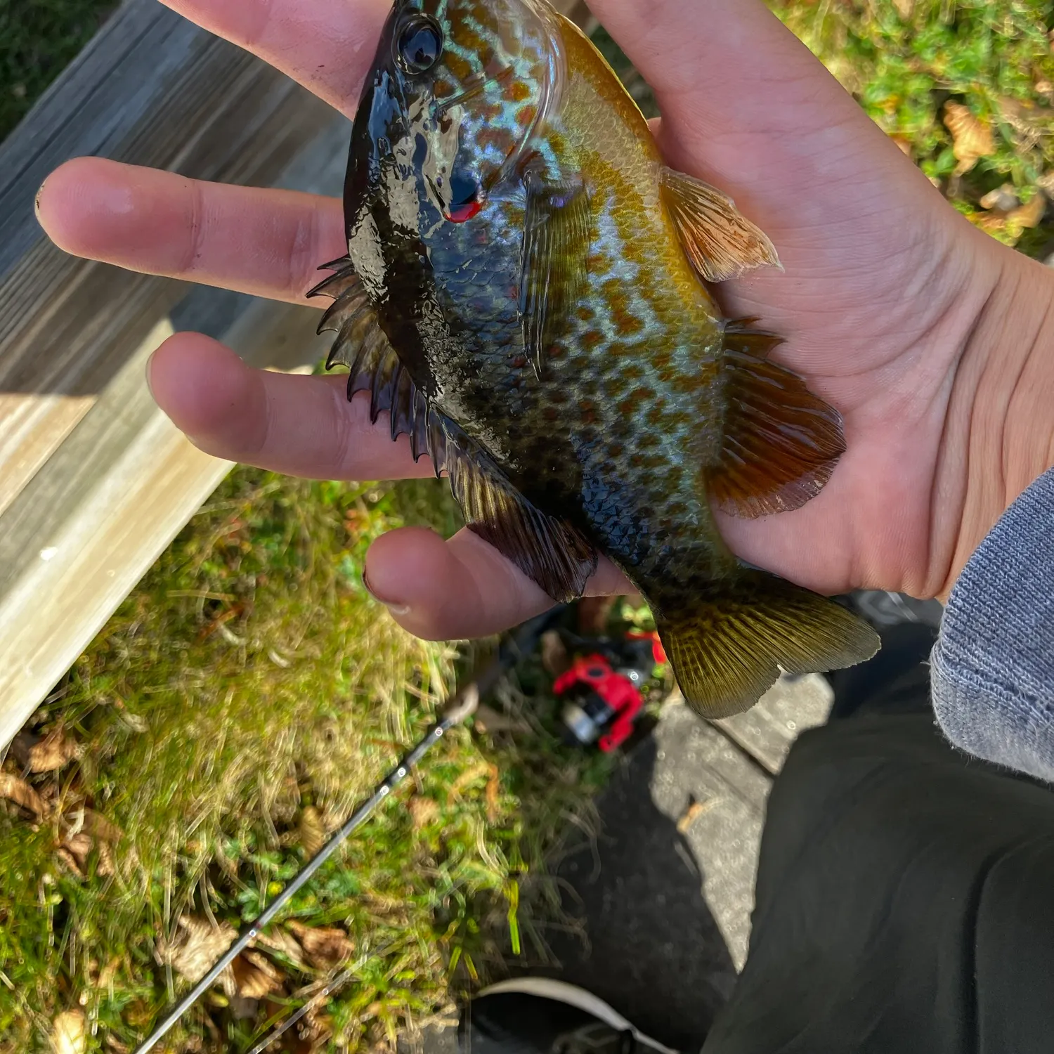 Pumpkinseed caught on Fishbrain