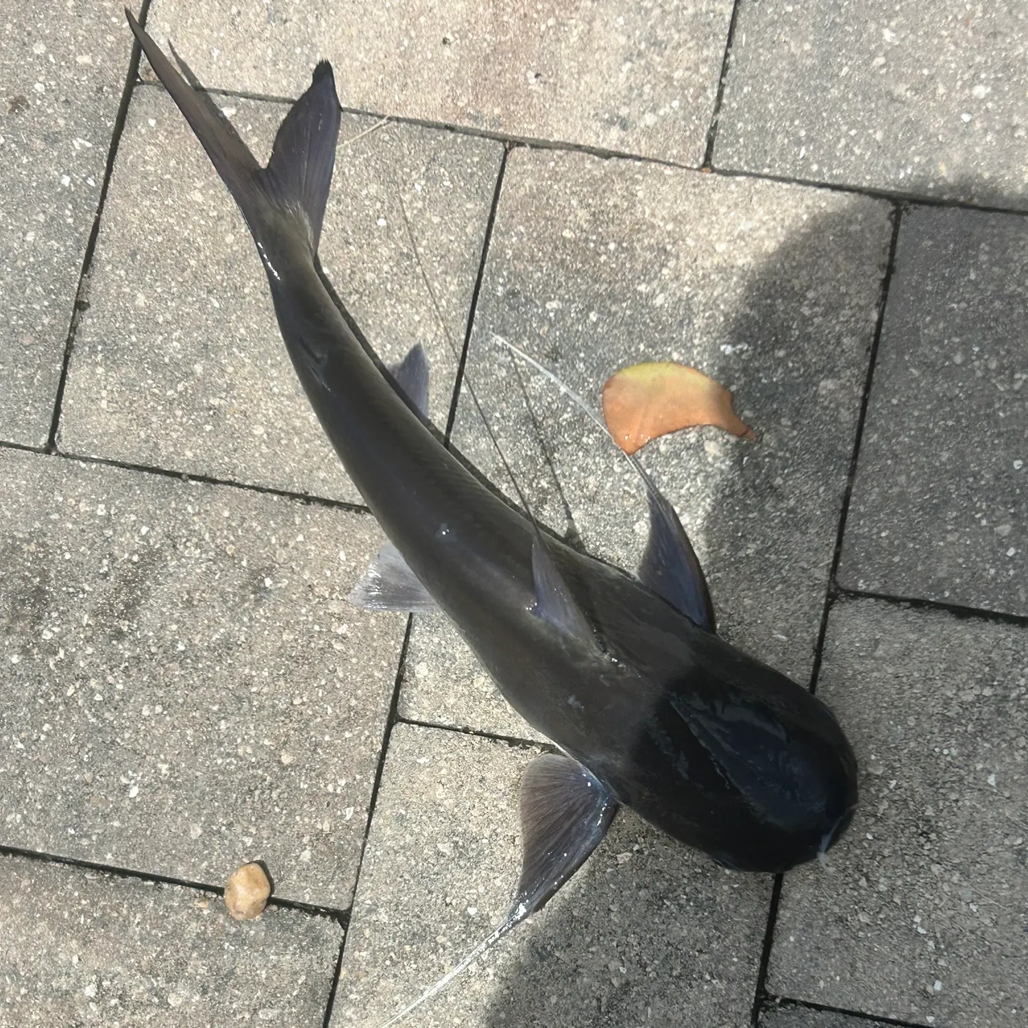 The most recent Gafftopsail sea catfish catches on Fishbrain