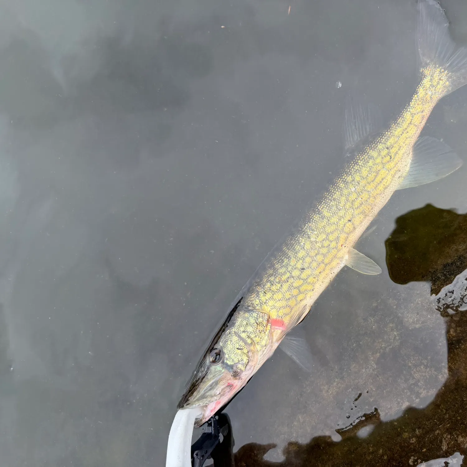 Chain pickerel caught on Fishbrain