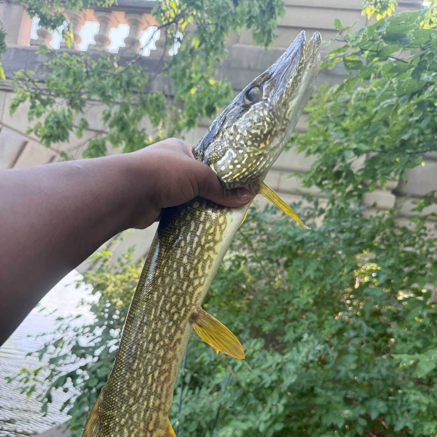 Northern pike caught on Fishbrain