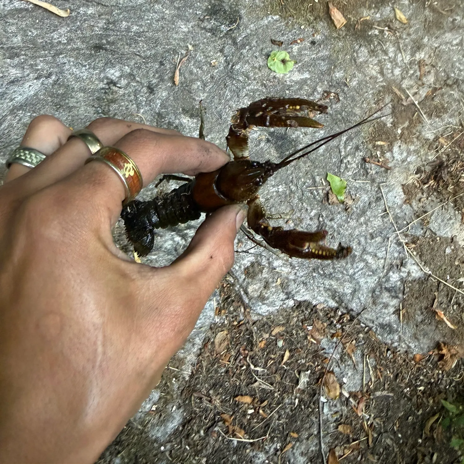 The most recent Appalachian brook crayfish catches on Fishbrain