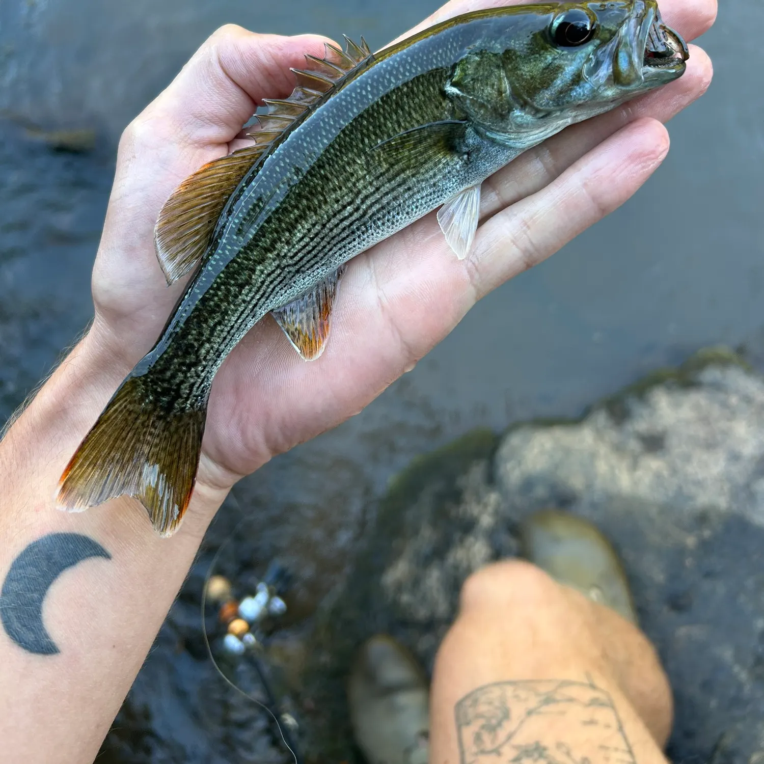 The most recent Altamaha bass catches on Fishbrain