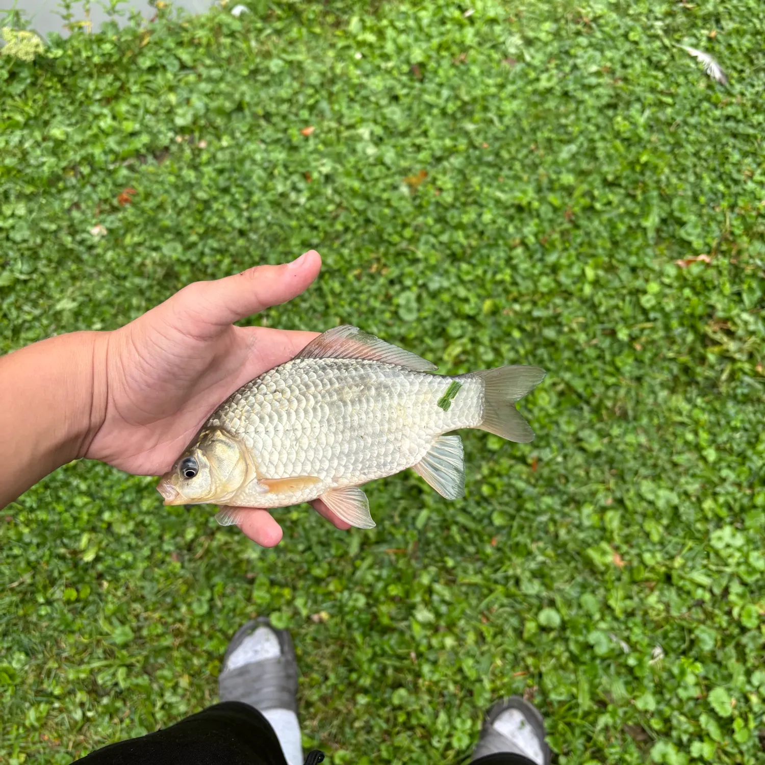 Prussian carp caught on Fishbrain