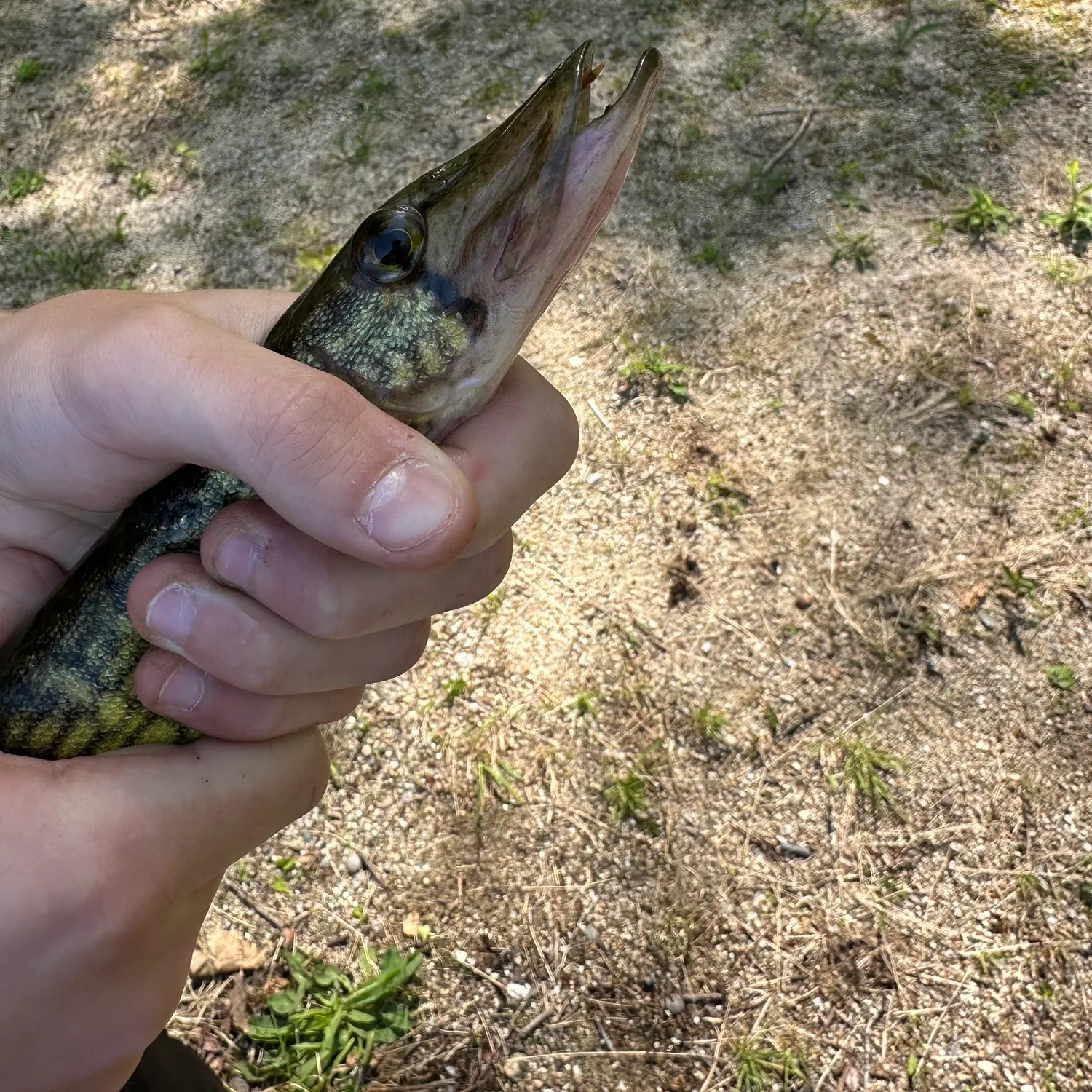 Northern pike caught on Fishbrain