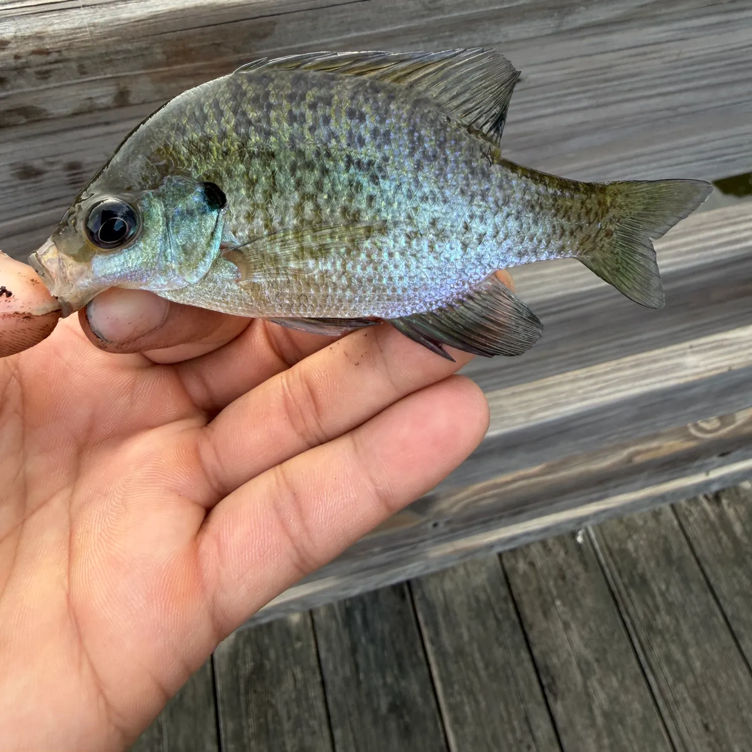 Bluegill caught on Fishbrain