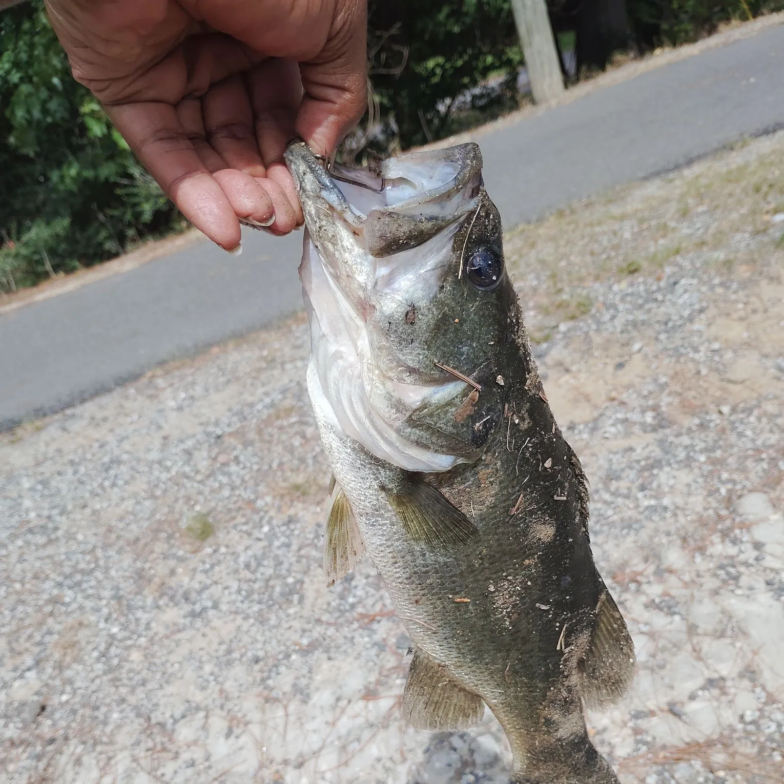 Largemouth bass caught on Fishbrain