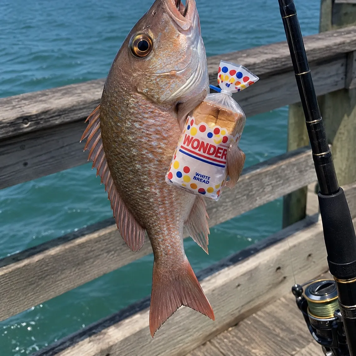 Northern red snapper caught on Fishbrain
