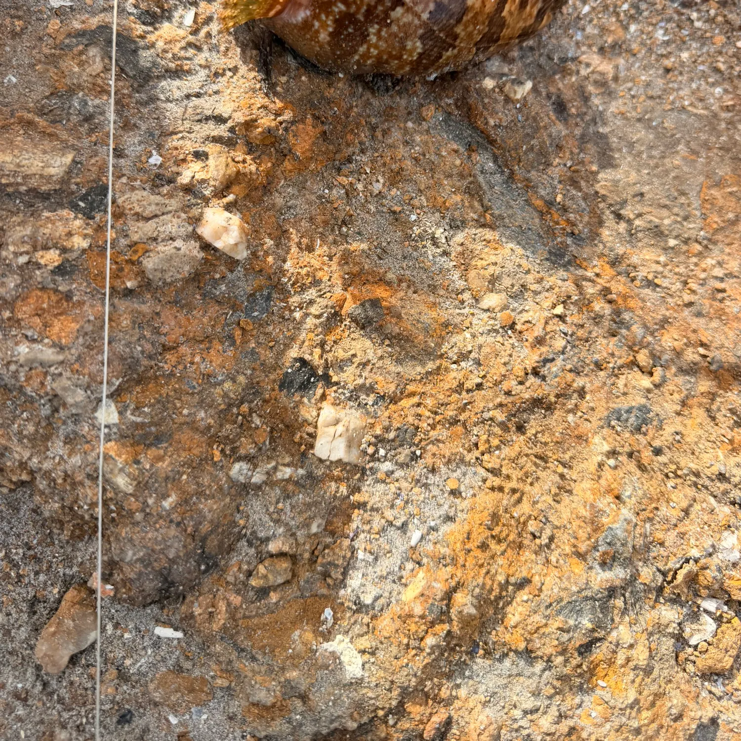 California scorpionfish caught on Fishbrain