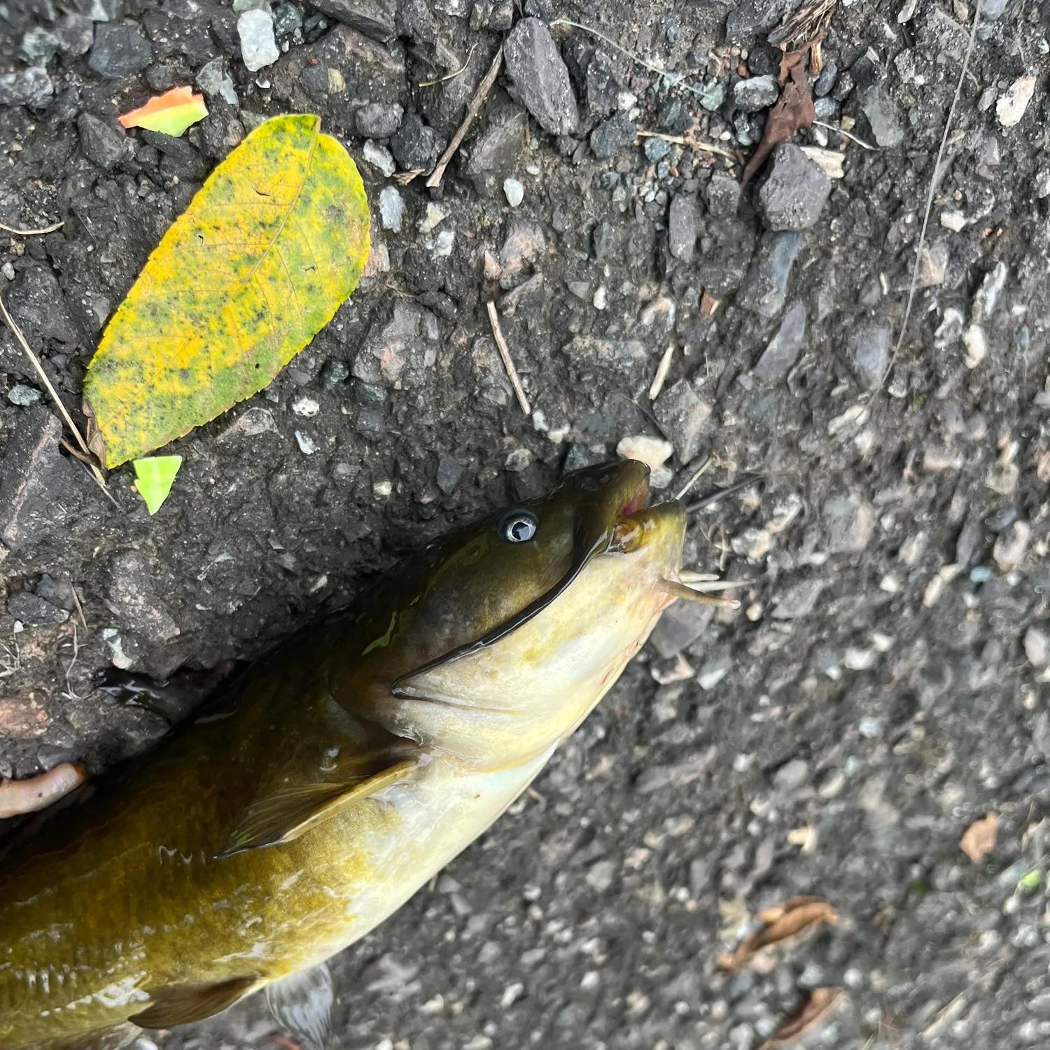 Black bullhead caught on Fishbrain