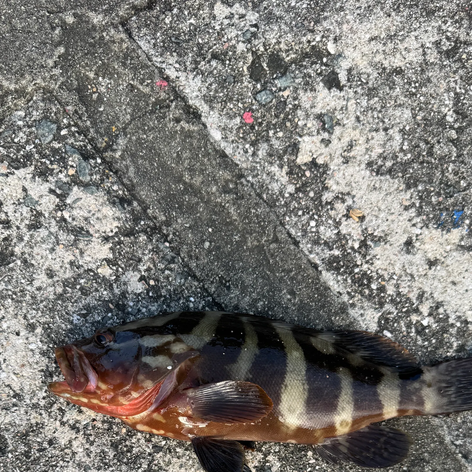 The most recent Nassau grouper catches on Fishbrain