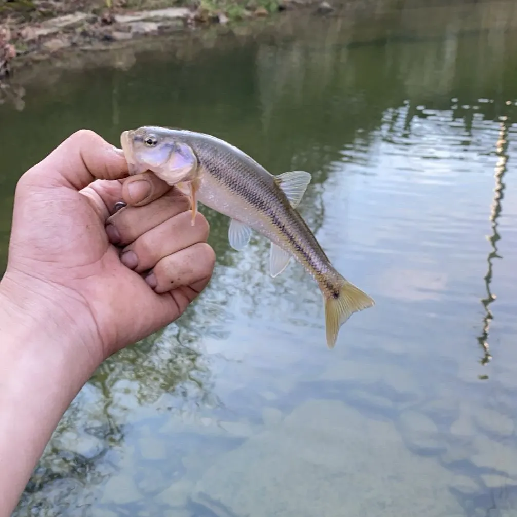 Creek chub caught on Fishbrain
