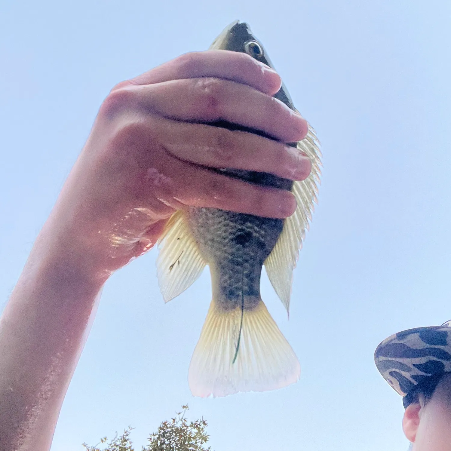 The most recent Blue tilapia catches on Fishbrain