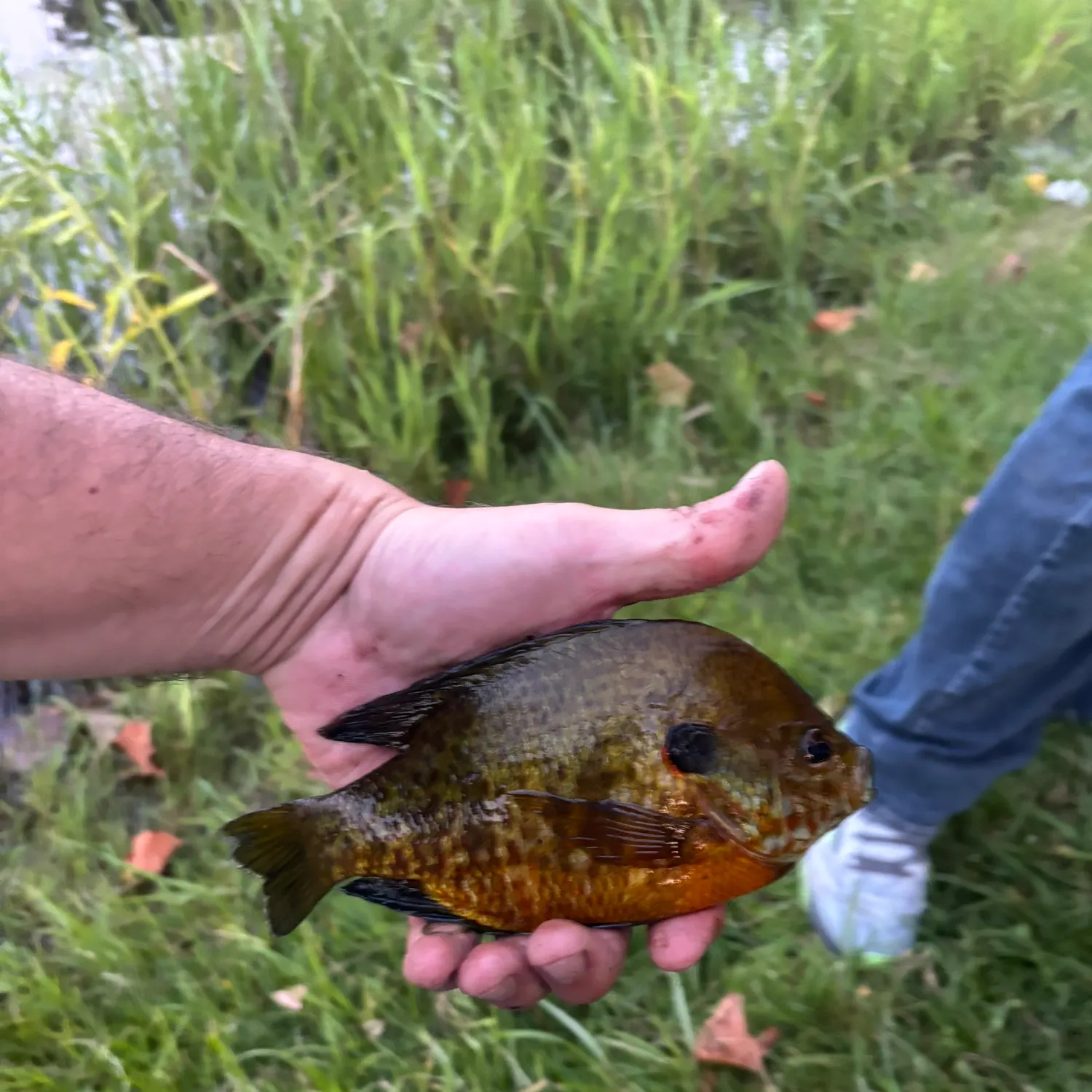 Bluegill caught on Fishbrain