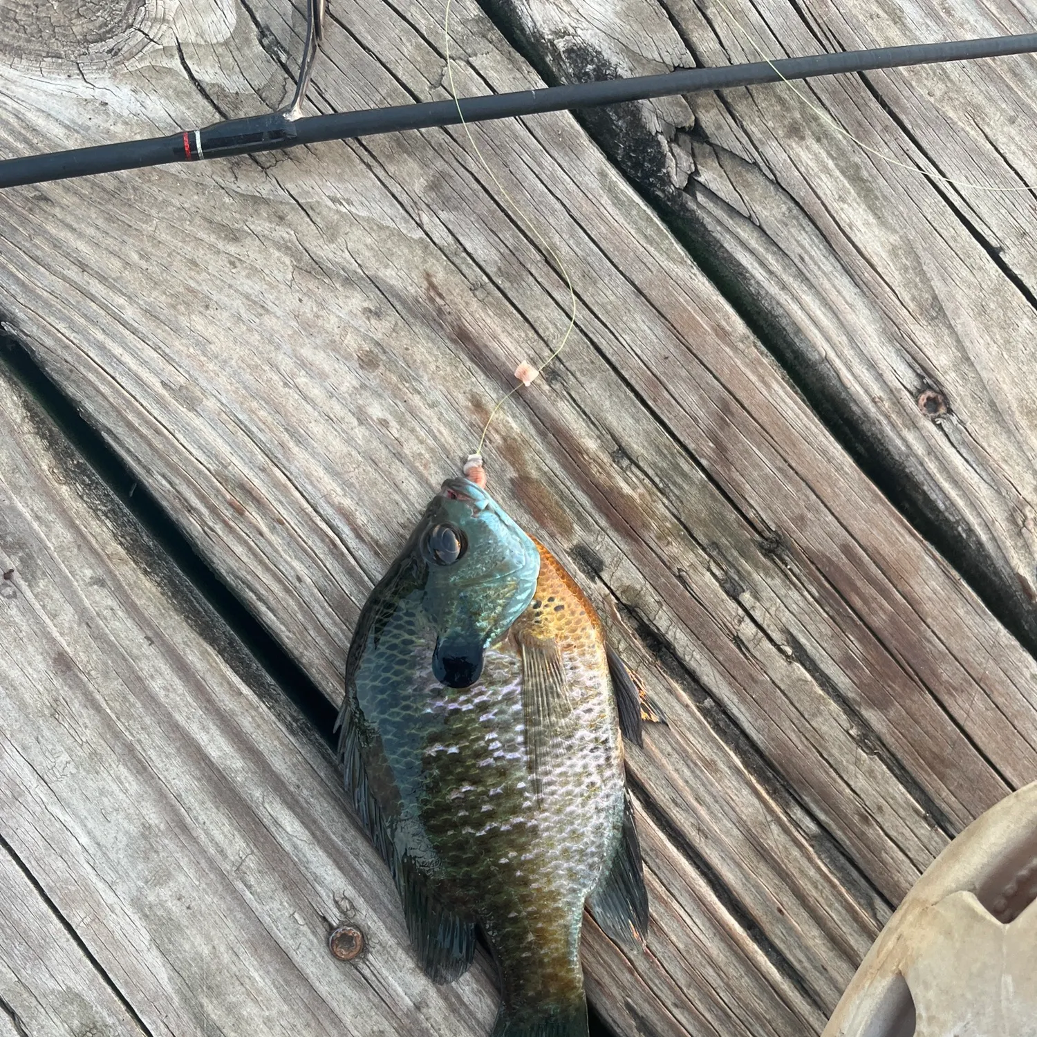 catch