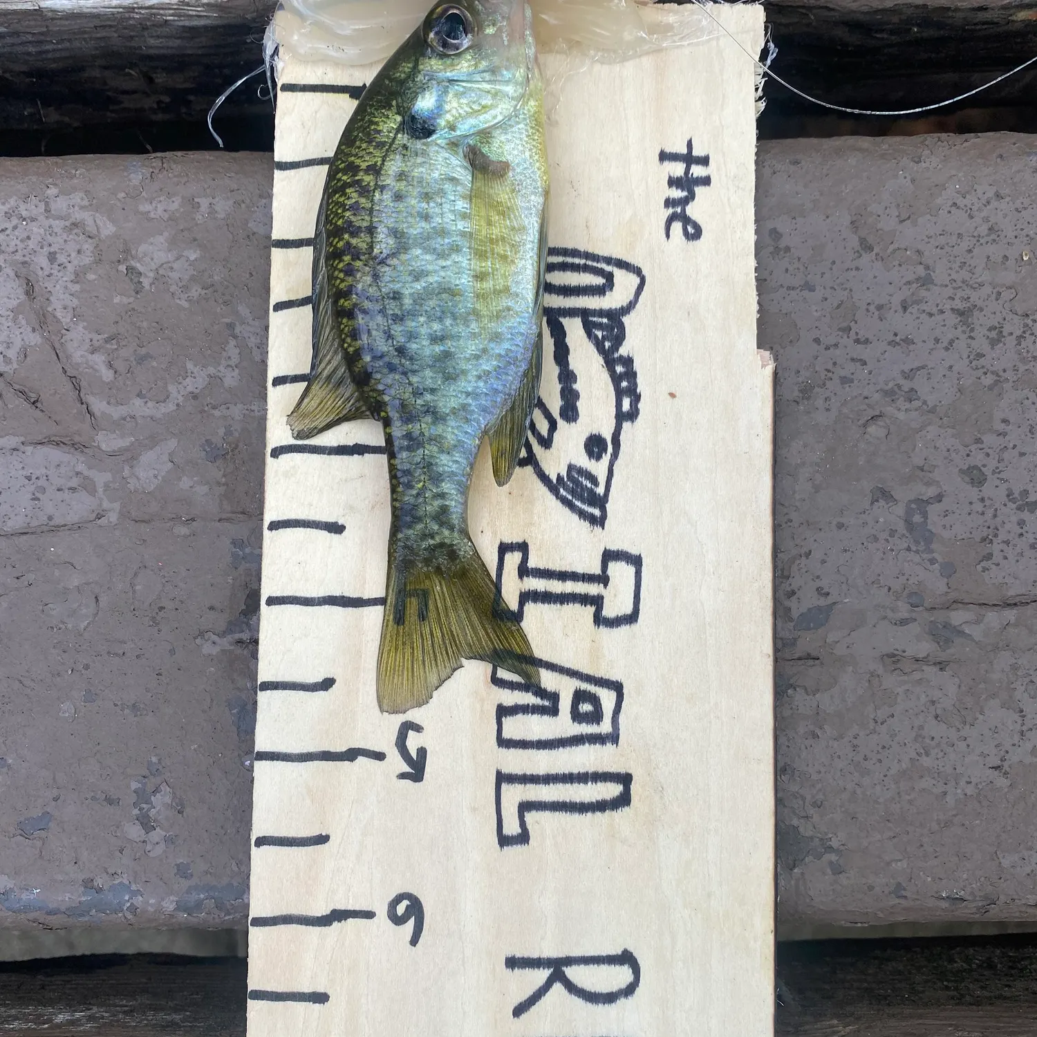 Bluegill caught on Fishbrain