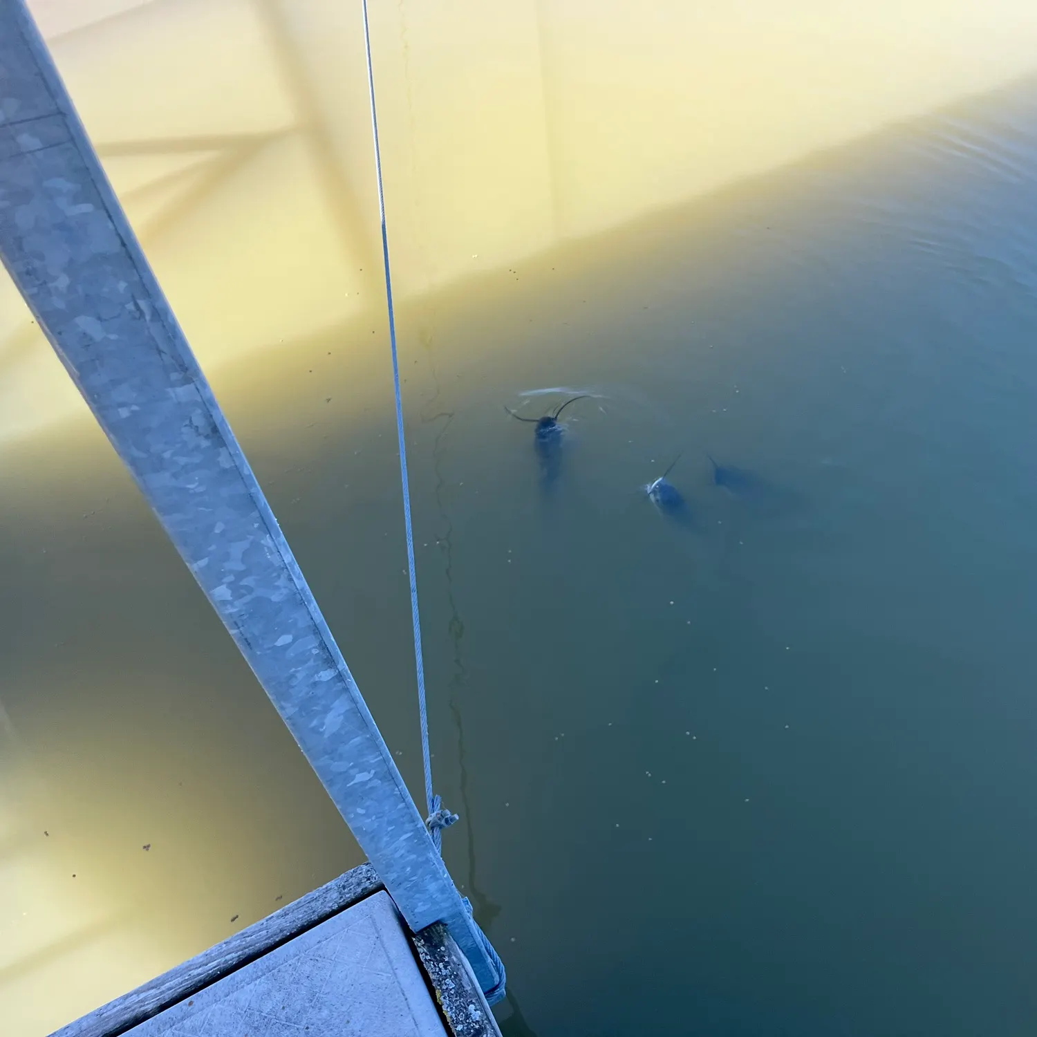 Channel catfish caught on Fishbrain