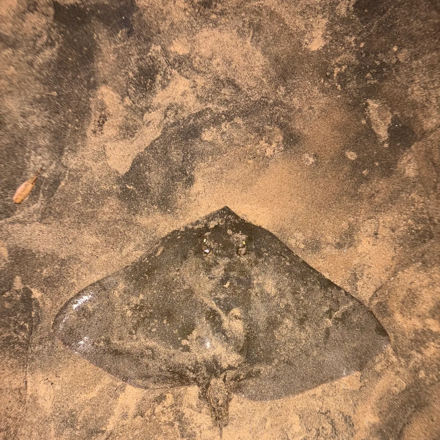 The most recent California butterfly ray catches on Fishbrain