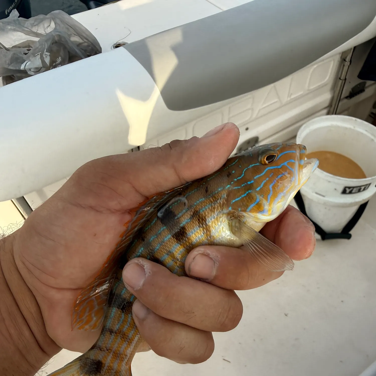 The most recent Sand perch catches on Fishbrain