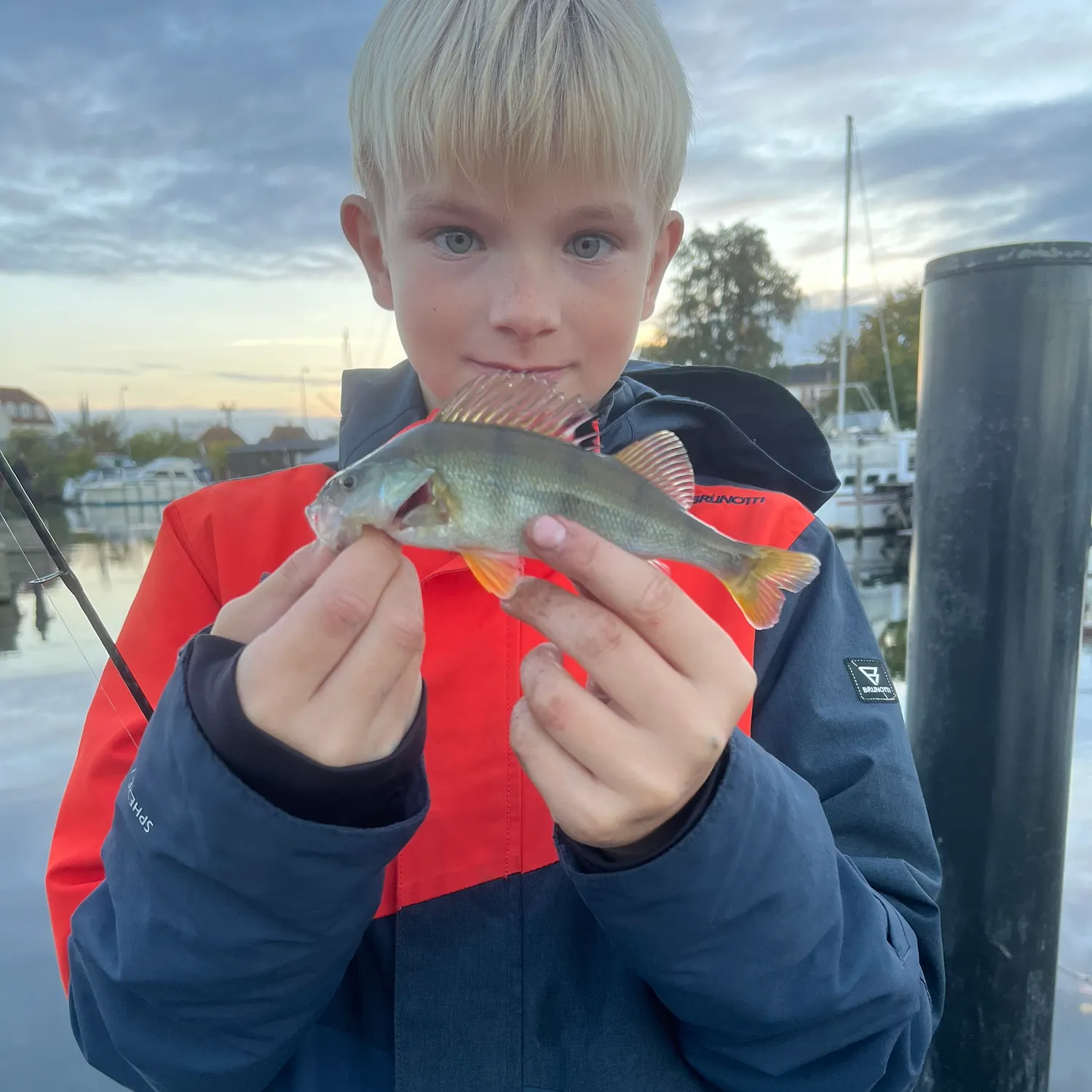 European perch caught on Fishbrain