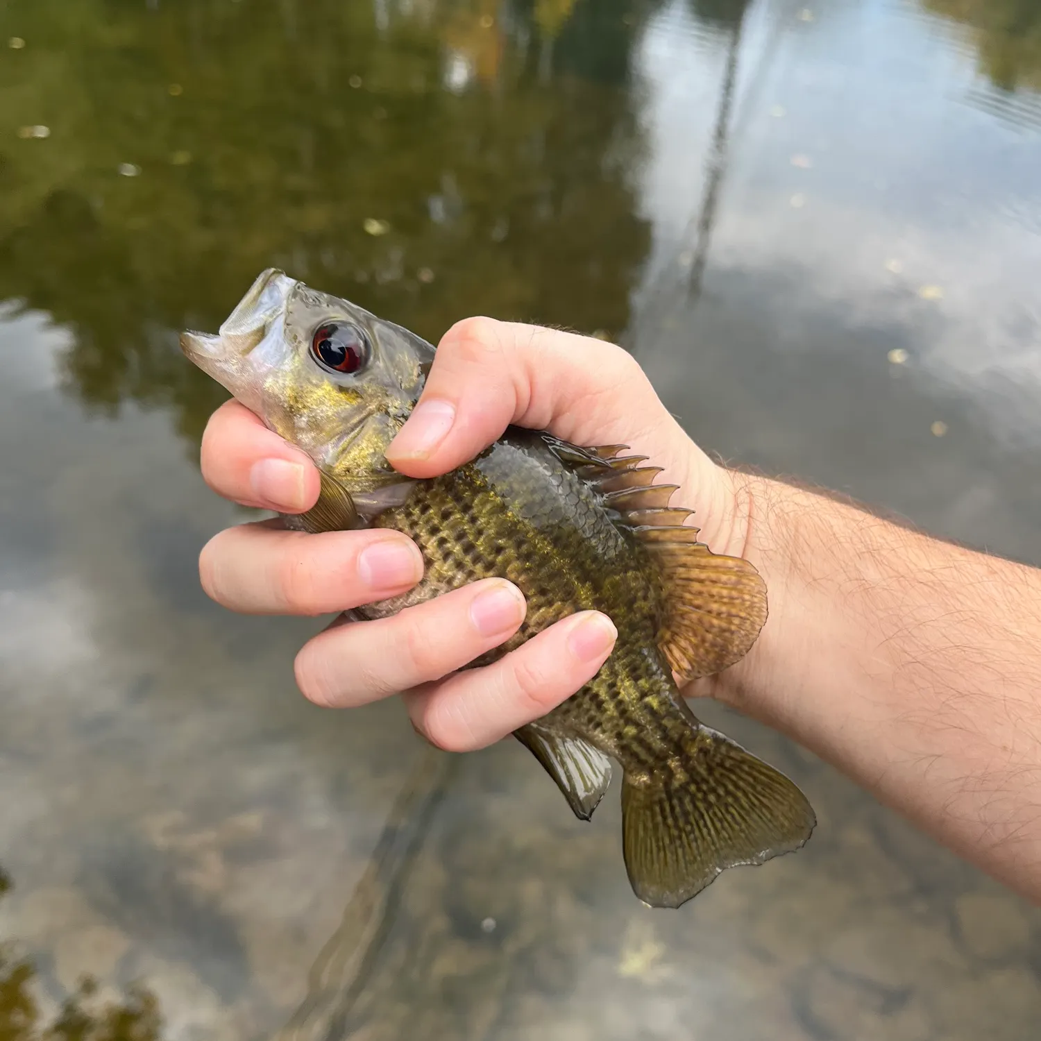Rock bass caught on Fishbrain