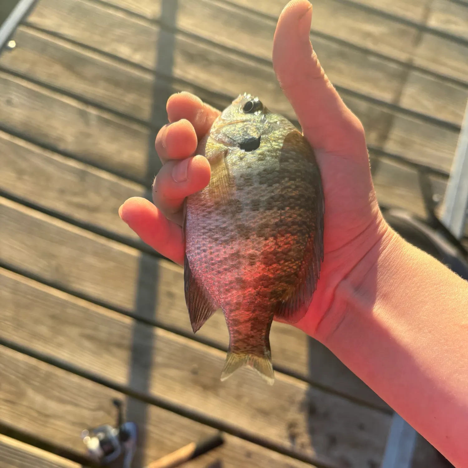 Bluegill caught on Fishbrain