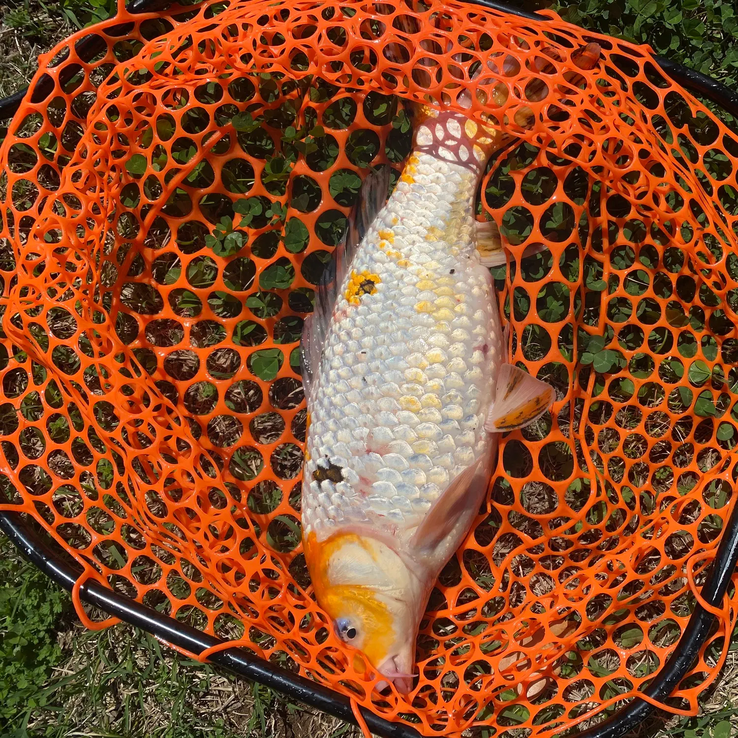 The most recent Koi carp catches on Fishbrain