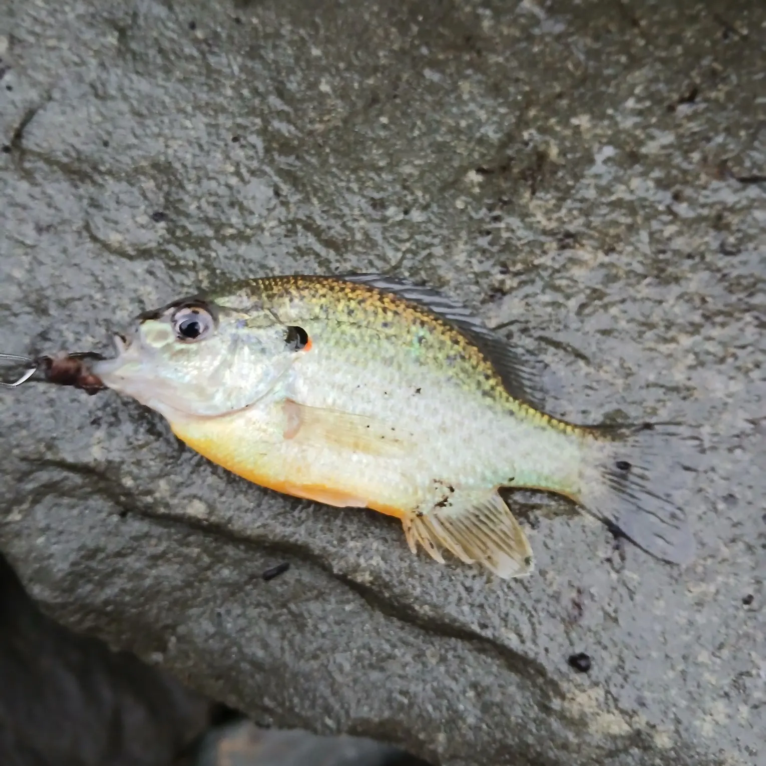 Redear sunfish caught on Fishbrain