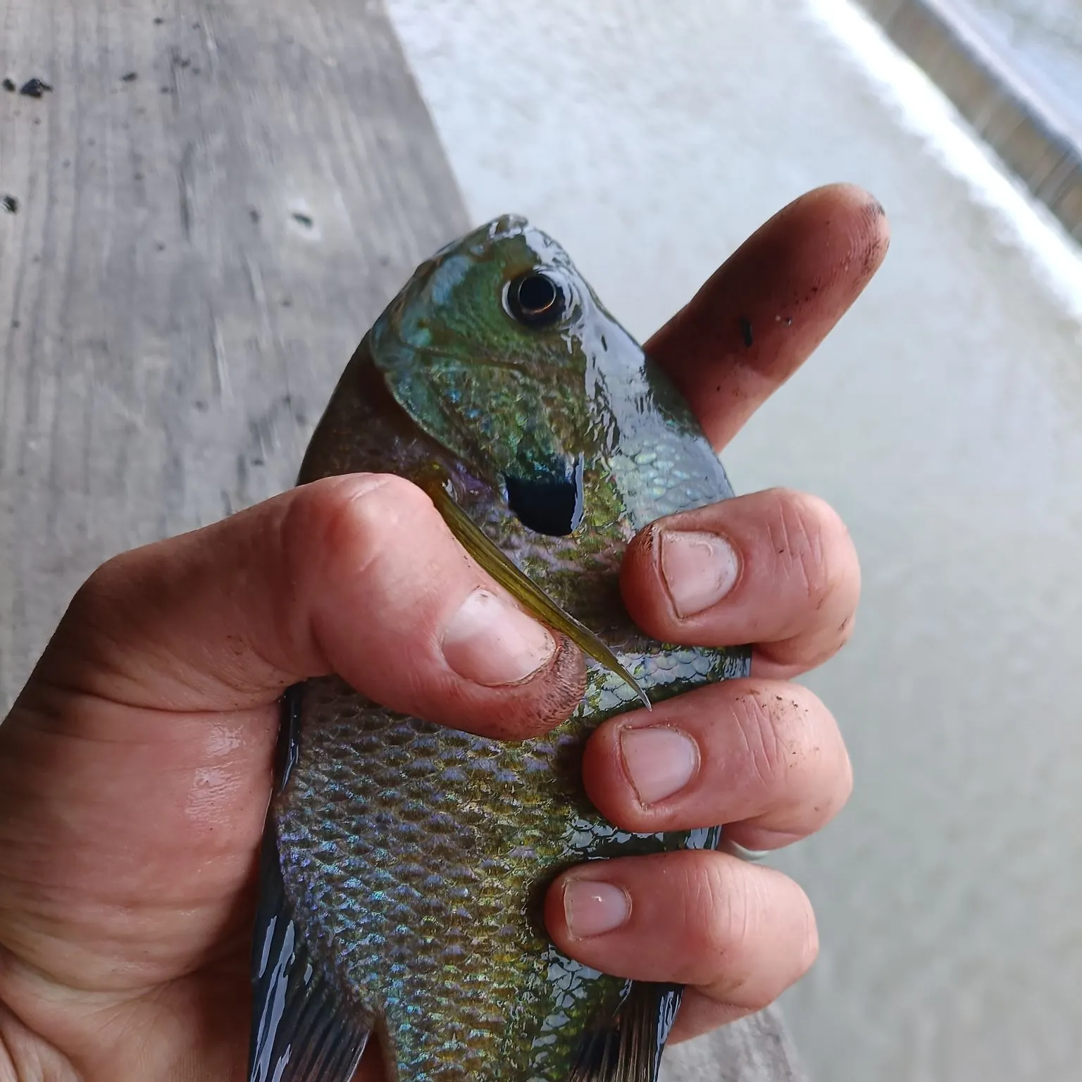 catch
