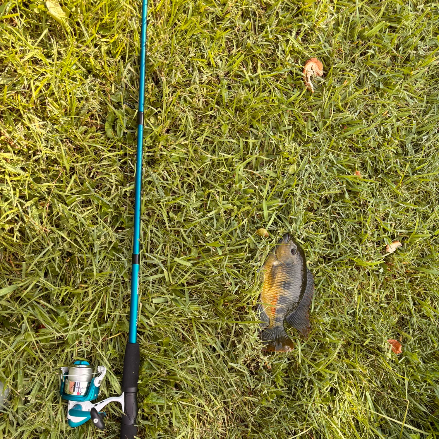 Spotted tilapia caught on Fishbrain