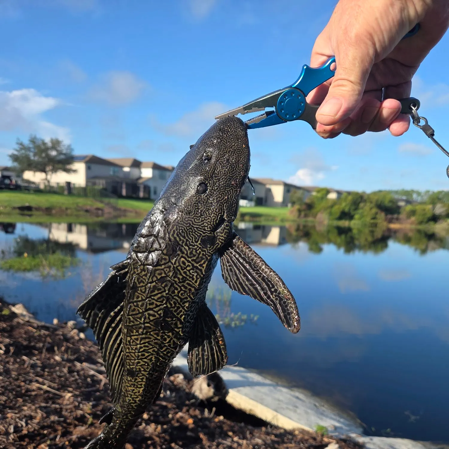 The most recent Suckermouth catfish catches on Fishbrain
