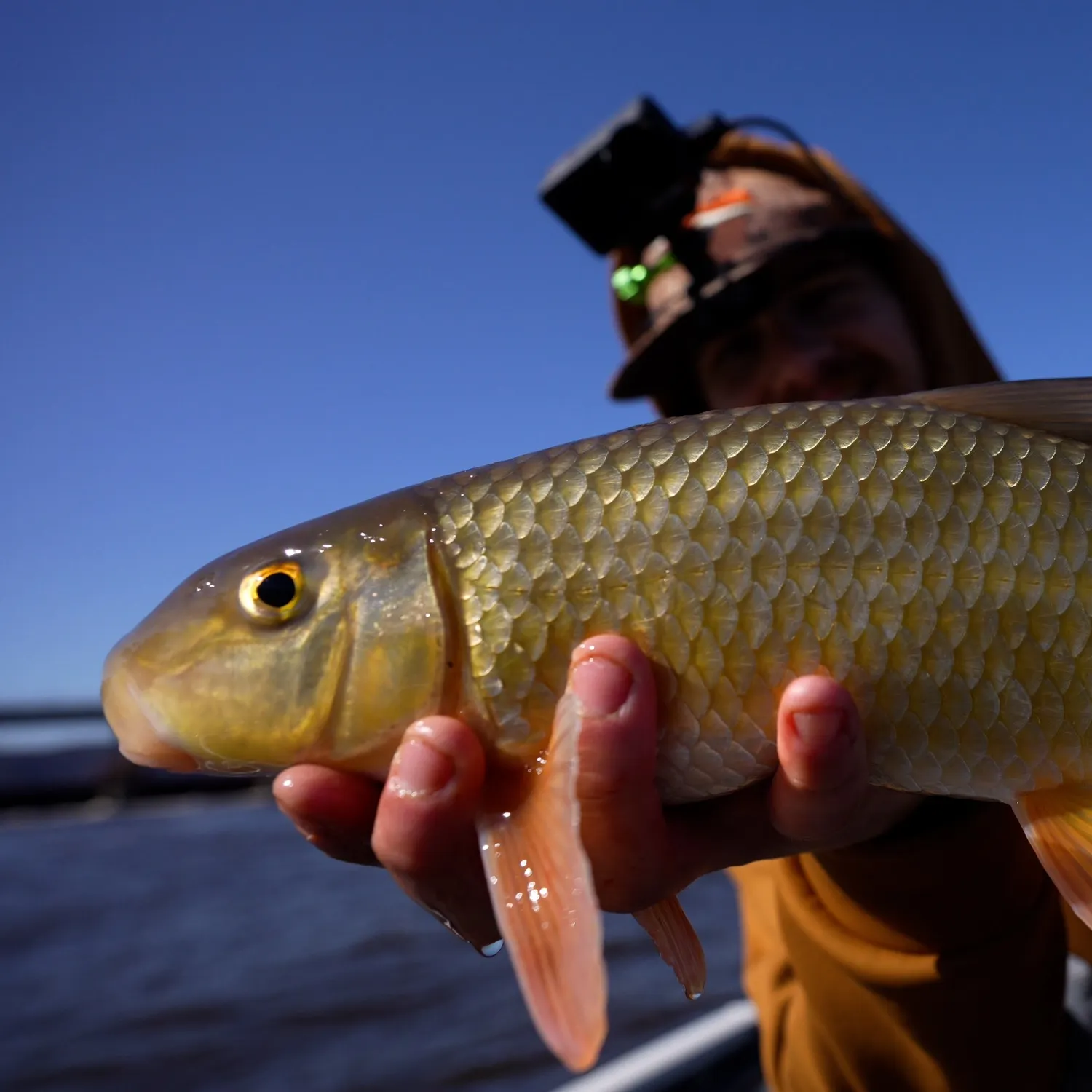 The most popular recent Golden redhorse catch on Fishbrain