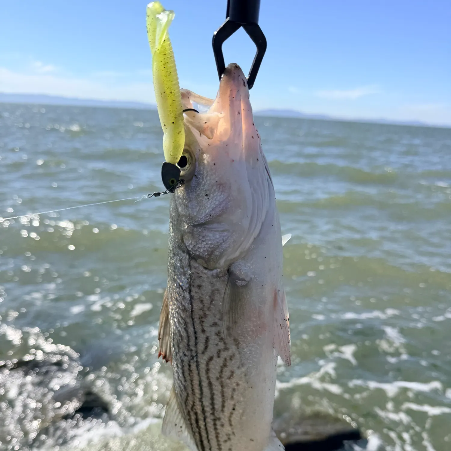 Striped bass caught on Fishbrain